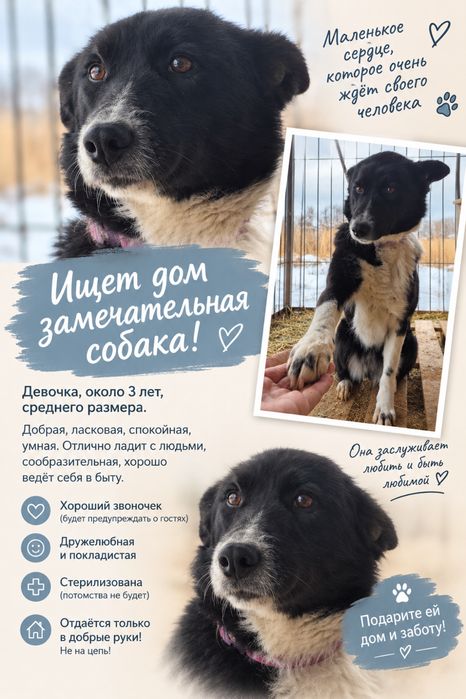 Собака в добрые руки