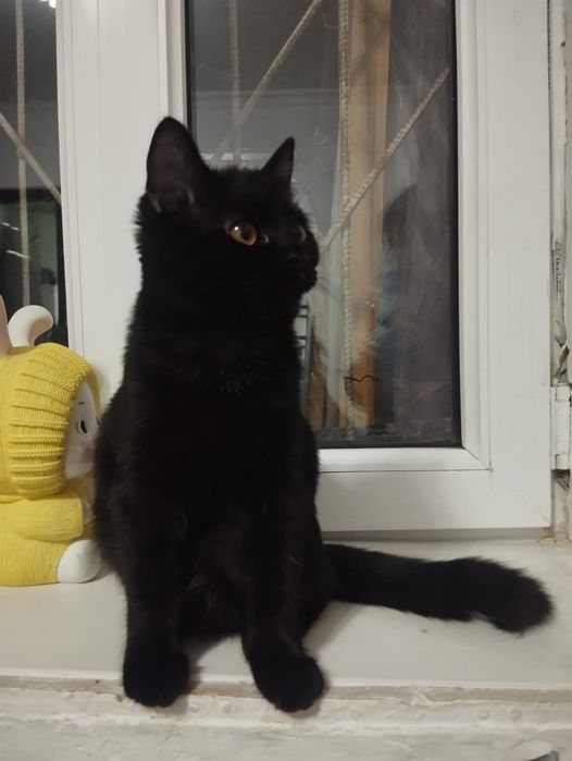 Отдам котят девочки