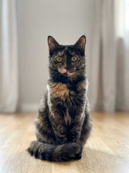 Кошечка, 1 г, стерилизованая