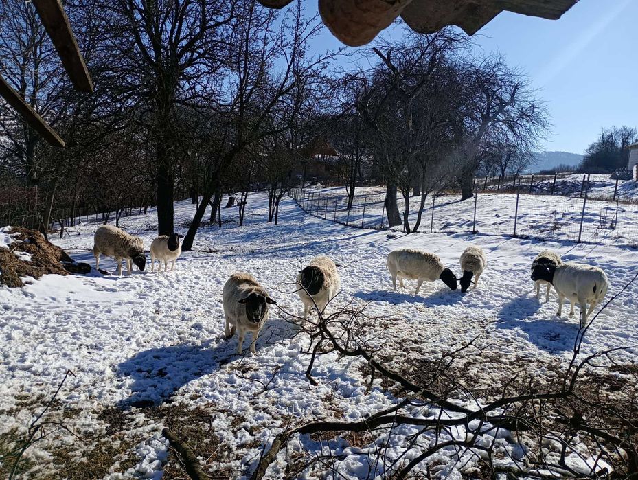 Miei Dorper :berbecuti si mielute