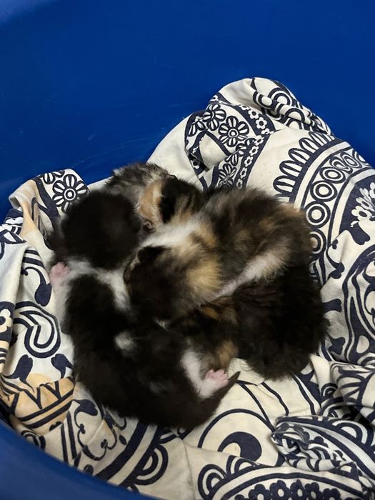 Котята маленькие!