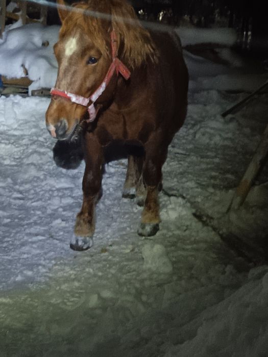 Cal/Armăsar -Mânz armăsar de vânzare