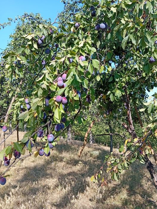Prune pentru țuică