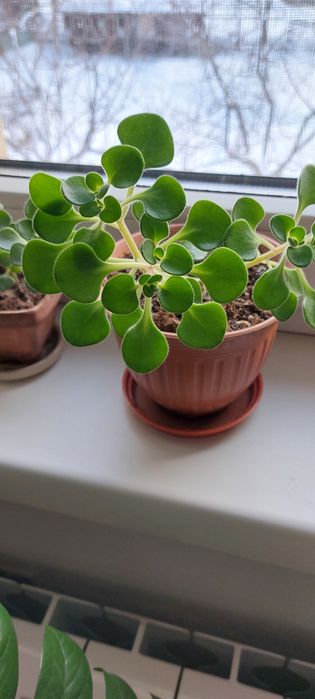 Аихризон -дерево любви