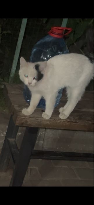Котенок в поисках дома!