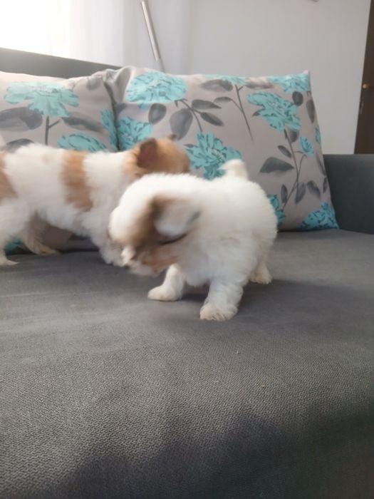Cățeluși bichon de 8 săptămâni