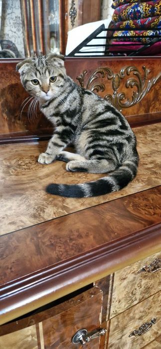 Лвлыбьвотчлшшдыьцоы