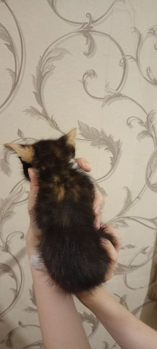 Котята бесплатно