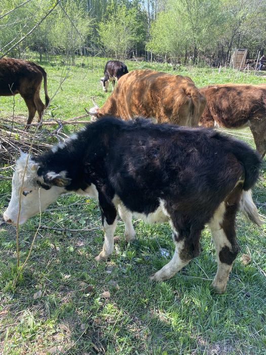 Телёнок бычки