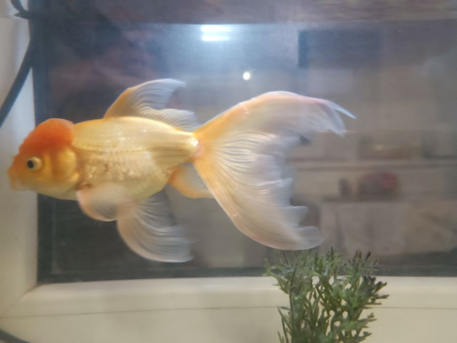Золотые рыбки "Орандо"