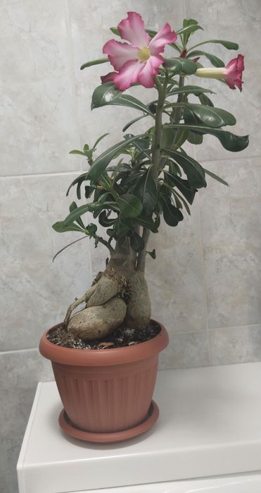 Продам адениум (роза пустыни)