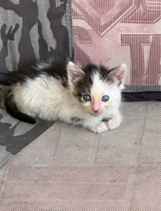 Отдадим домашних котят