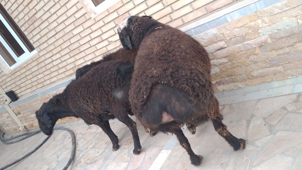 Halol Boqilgan Xonaki Chiroyli Zotli Qochqorlar sotiladi