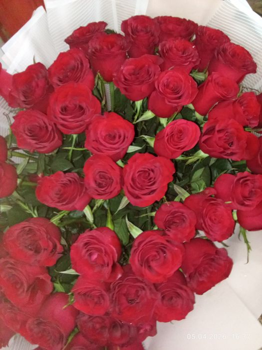 Роза 51 шт красный