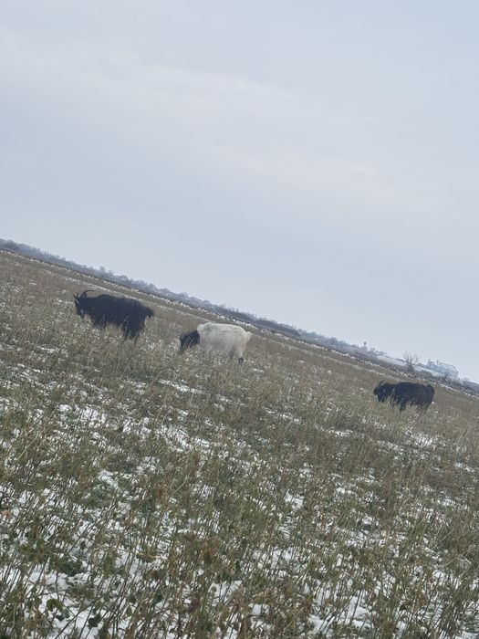De vazare capre tinere