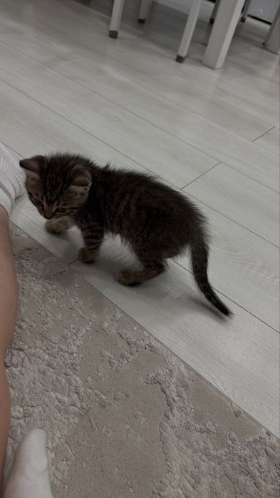 Котенок девочка!!!