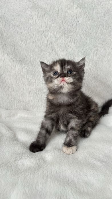 Продаются котята скотиш фолд,страйт.