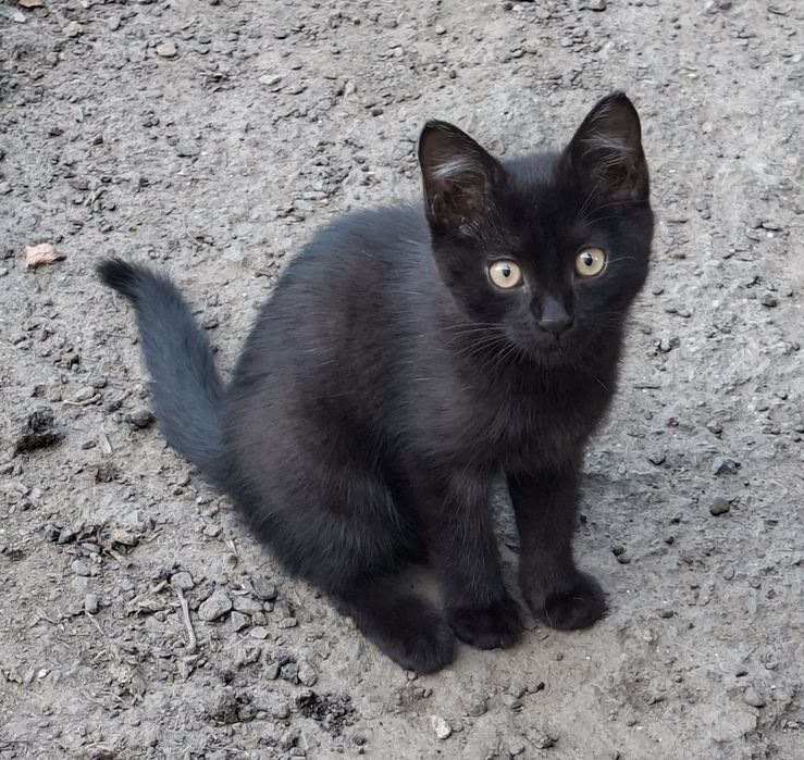 Отдам Котёнка. Мальчик