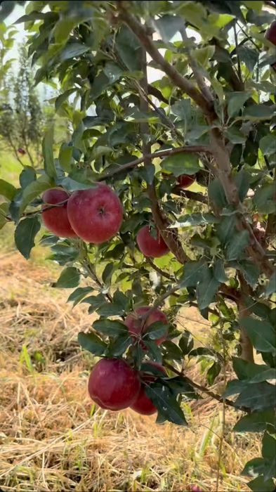 Яблоневый сад 5 га