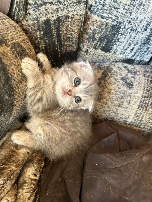 Оддам котят шотладский вислоухи