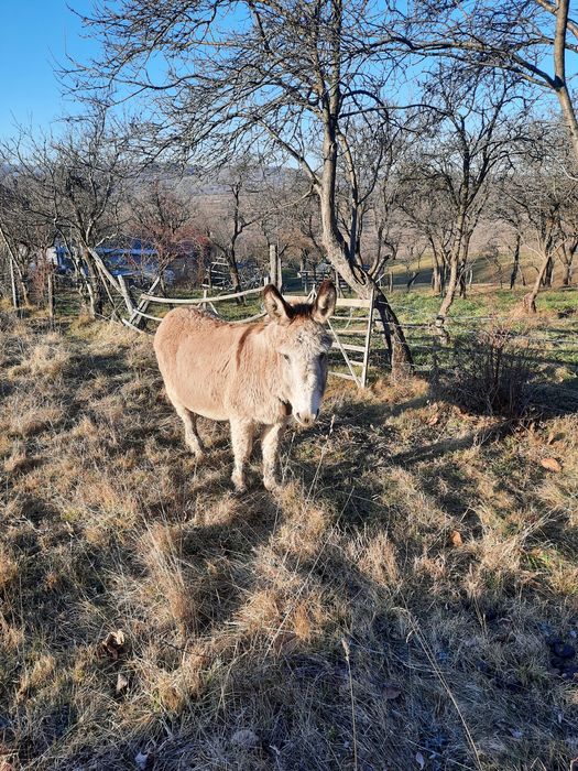 schimb ferma de magarite cu cherestea