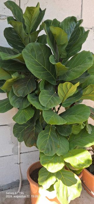 Ficus  Lyrata de vanzare
