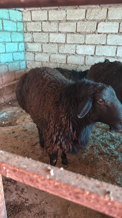 Еркек жас кошкар