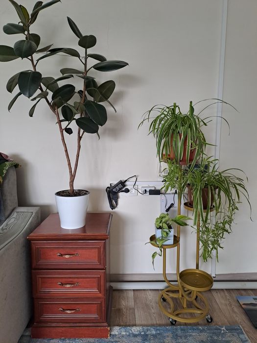 Гүлдер сатылады ( 3000 тг баста)