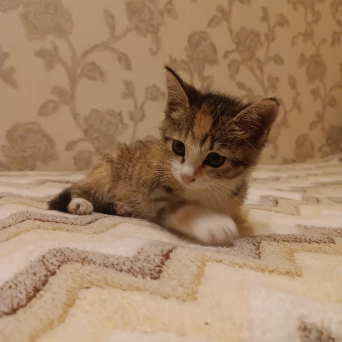 КОТЕНОК в добрые руки