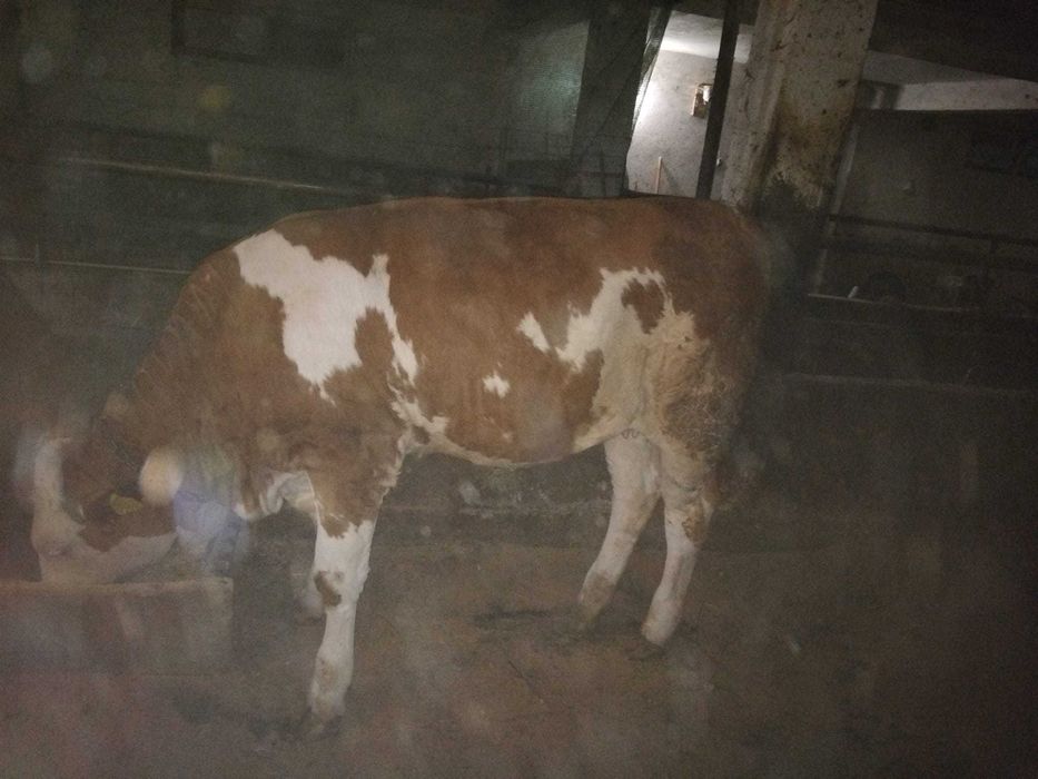 Disponibile spre vânzare 5 vițele (2 montate) înscrise în COP. , linia carne!