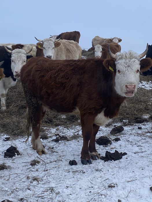 Продается корова первателька