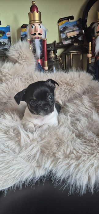 Chihuahua fetita cu acte