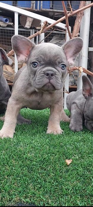 Милые французики