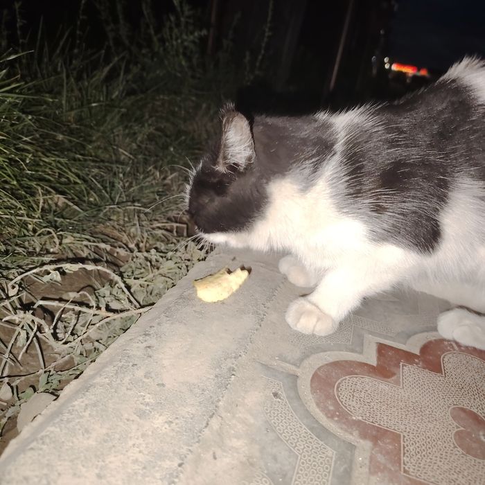 Котенок 3-5месяцев