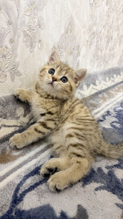 Котенок Шиншилла 2-месячный. Девочка. Mushuk qiz bola Shinshilla