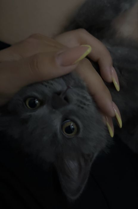 Британский длинношерст кот