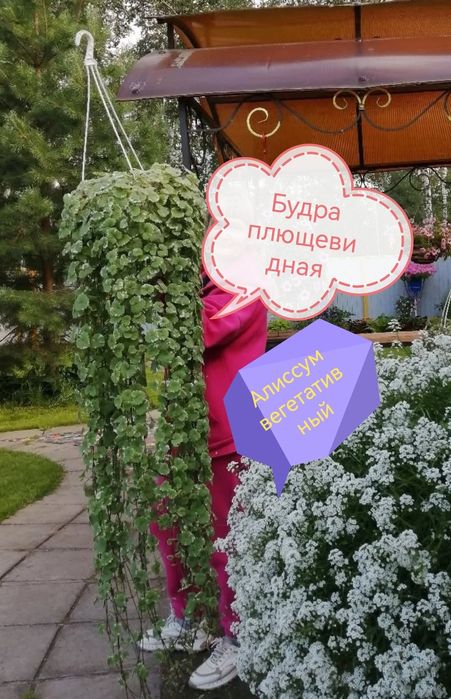 Будра плющевидная. Алиссум вегетативный. Вербейник.