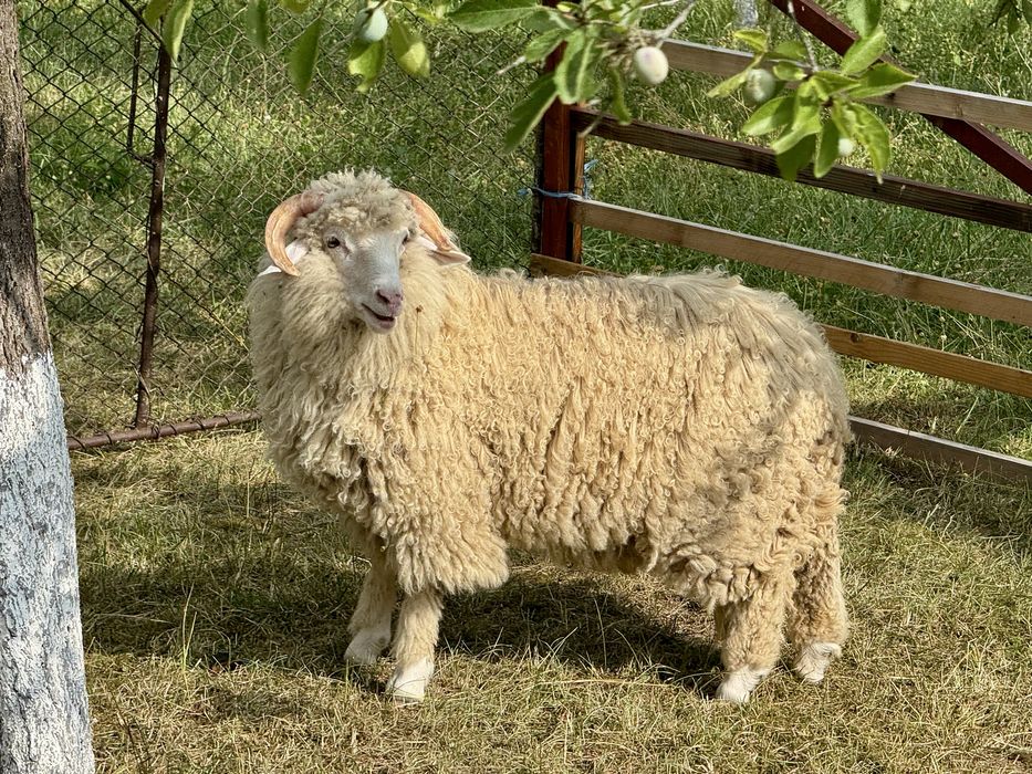 Vand berbecuti 30kg