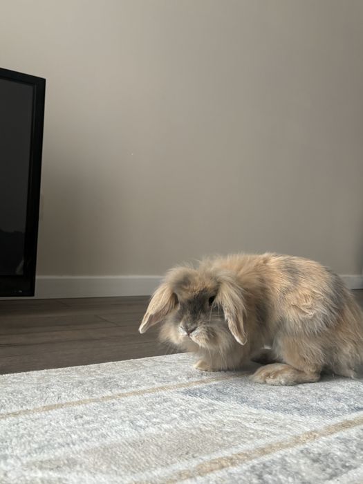 Вислоухий кролик