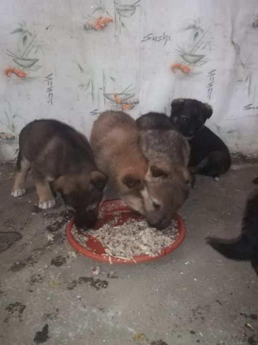 Отдам щенков в хорошие руки