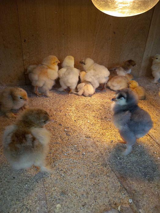 Pui brahma diferite culori