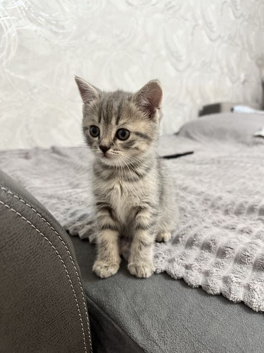 Продам двух кошечек 5000тг