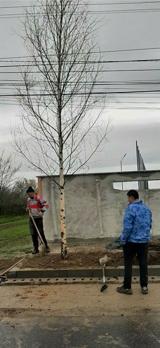 Vând mesteacăn transport gratis