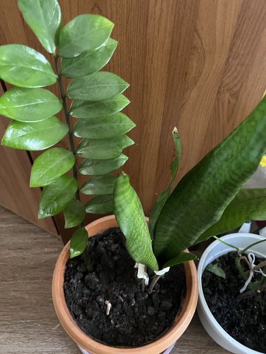 Комнатные растения для здоровья