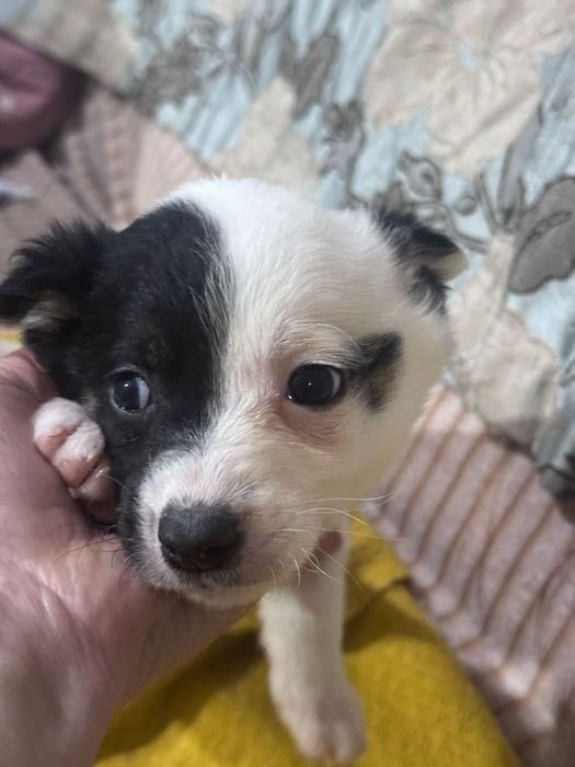 Отдам щенков бесплатно