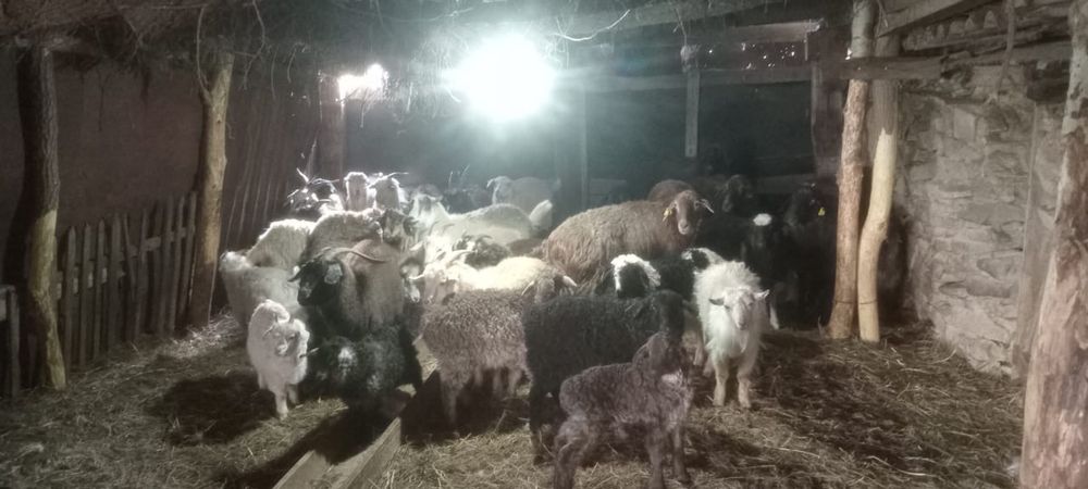 Қой, қозы, ешкі, лақ сатылады