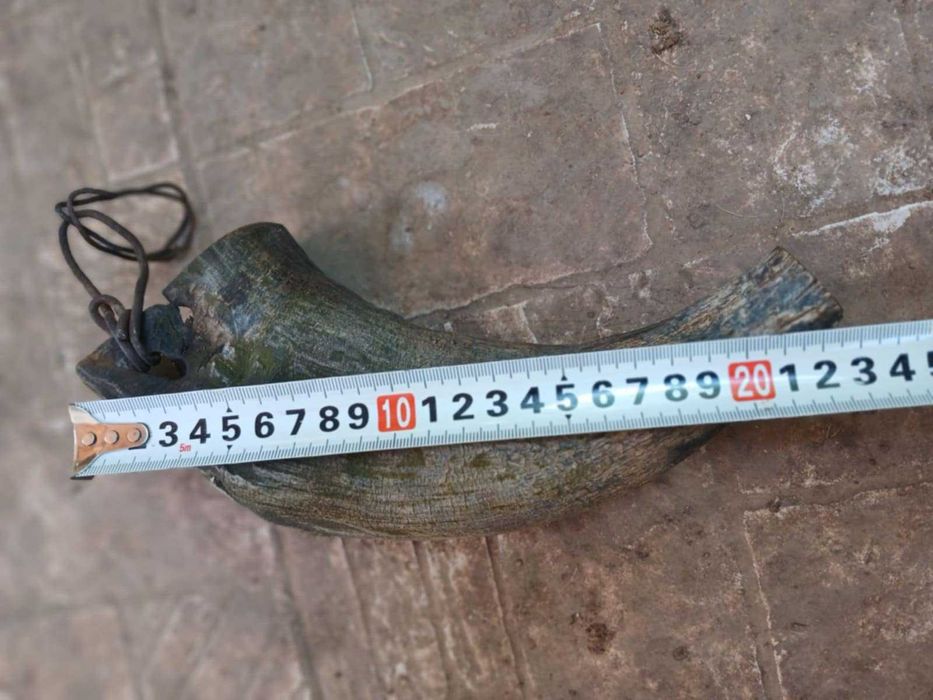 Биволски рог катраница