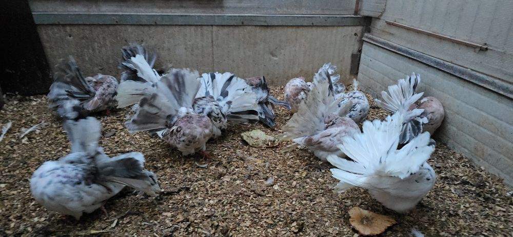 Rotati almond și cozi negre