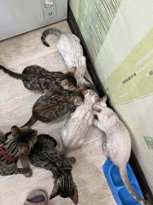 Котята Бенгальские