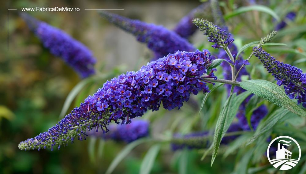 Liliac de vara in 3 culori